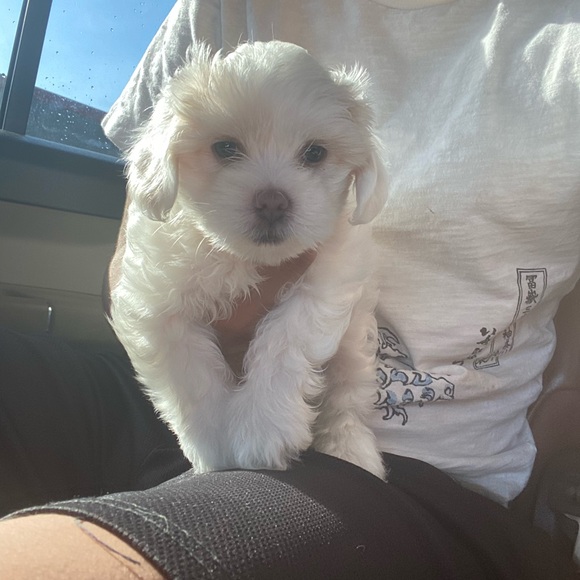 Meet your Posher, Nicolas - Picture 1 of 1